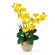 Nearly Natural Double Phalaenopsis Silk Orchid Arrangement in Yellow