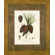 Phoenix Galleries Pine Cones I Framed Print