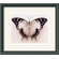 Amanti Art Polyura Pyrrhus - Ventral View by Raquel Edwards Framed Fine Art Print - 13.46" x 15.46"