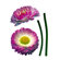 Brewster Home Fashions Komar Freestyle Daisy Decals