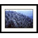 Great American Picture Iced Spruce Forest, Great Smokey Mountains, Tennessee Framed Photograph - Jack Jr Hoehn