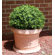 CompassCo Danielle Round Planter