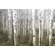 Parvez Taj Aspen Highlands Wall Art