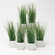 TAG Botanicals Potted Wheat Grass (Set of 6)