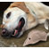 ABO Gear Jute Pheasant Dog Toy
