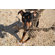 ABO Gear Mr Roper Dog Tug Toy
