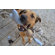 ABO Gear Mr Bone Dog Toy