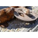 ABO Gear Peace Tug Dog Toy