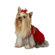 Max's Closet Velvet Dog Dress