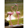 SPI Home Flamingo Pair Statue