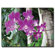 Trademark Global Purple Orchid by David Canvas Art