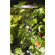 ACHLA Classic II Birdbath