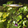 ACHLA Classic II Birdbath