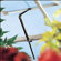 Juliana Greenhouses Greenhouse Ventomax Window Opener