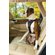 Kurgo Tru-Fit Smart Dog Harness in Black