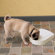Pet Safe 5-Meal Feeder