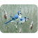 McGowan Tuftop Blue Jays Cutting Board