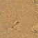 APC Cork Floor Tiles 12" Solid Cork in Mirage