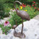 Oakland Living Nurturing Cranes Statue