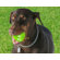 Hugs Pet Products Apple Dog Chew Toy
