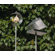 Blomus Nido Curved Bird Feeder