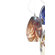LBL Lighting Monty Mouth Blown Murano 1 Light Pendant