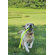 The Perfect Leash Dog Toy
