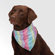 Aria Confetti Collection Bandana