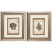 Shell I and II Print Set - 11" x 13"