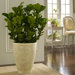 Large Venetian Round Planter