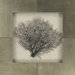 Coral Branch by Unknown Platinum Art - 24" x 24"