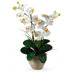 Double Phalaenopsis Silk Orchid Arrangement in Cream
