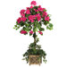 Bougainvillea Topiary with Wood Box in Beauty Pink