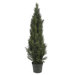 Mini Cedar Pine Tree in Green