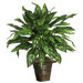 Silk Silver King Plant with Basket in Green