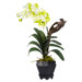Vanda with Black Hexagon Vase Silk Arrangement in White