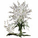 Dancing Lady in White (Set of 12)
