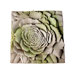 Rose Plaque Wall Decor