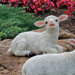 Yorkshire Sitting Lamb Statue