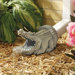 Alligator Decorative Gutter Guardian Downspout Statue