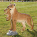 Lioness with Cub Statue
