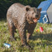 Grand-Scale Bear Garden Statue