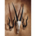 African Wall Trophy Set