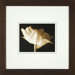 Champagne Tulip 4 Framed Print