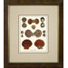 Varieties of Bi - Valve Framed Print