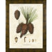 North American Pine 1 Framed Print