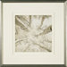 Silver Birch