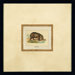 Capybara Framed Print