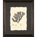 Seaweed Plate CLV Framed Print