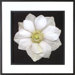 Anemone Framed Print
